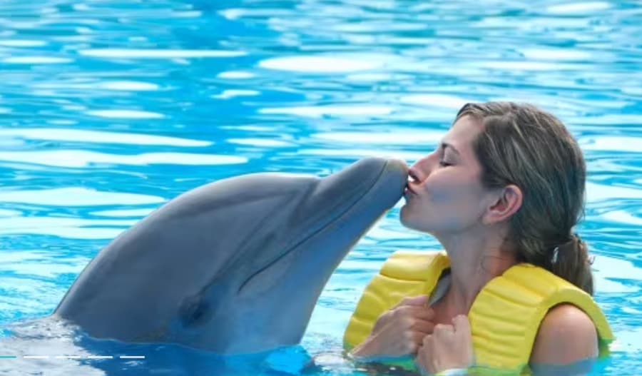 Swimming With Dolphins – Dubai Dolphinarium - Image 3
