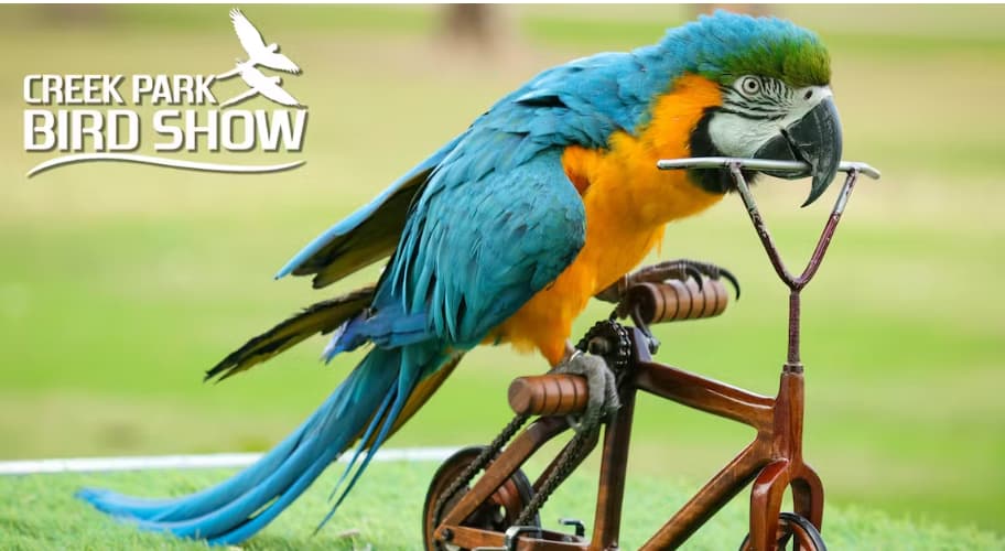 Exotic Bird Show – Dubai Dolphinarium - Image 1