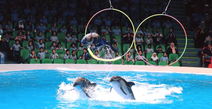 Dolphin & Seal Show – Dubai Dolphinarium + The Green Planet Dubai – Combo - Image 9