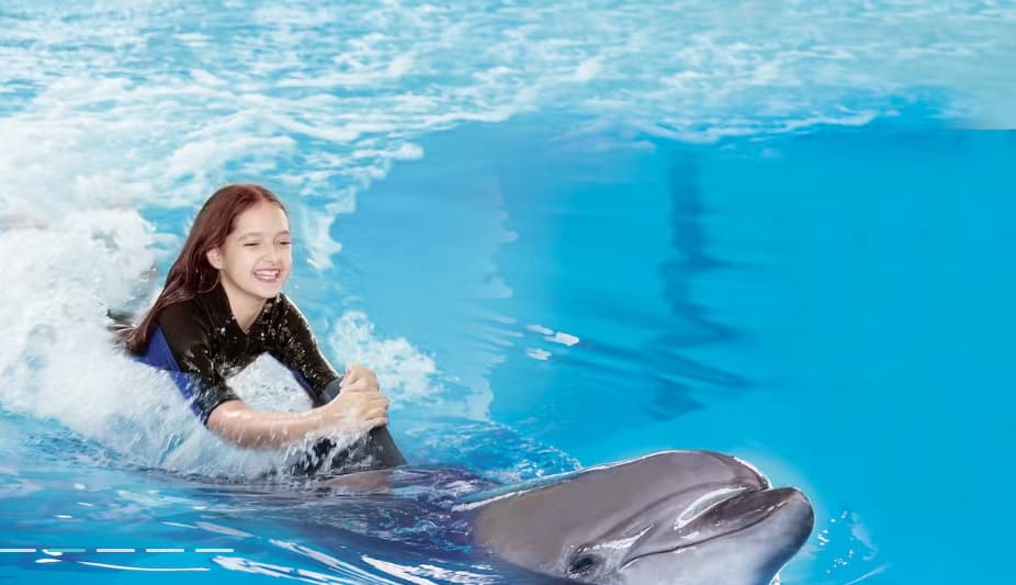 Swimming With Dolphins – Dubai Dolphinarium - Image 4