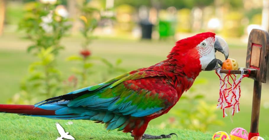 Combo: Dolphin & Seal + Exotic Bird Show - Image 4