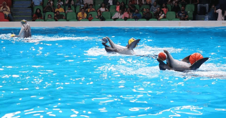 Dolphin & Seal Show – Dubai Dolphinarium + The Green Planet Dubai – Combo - Image 14