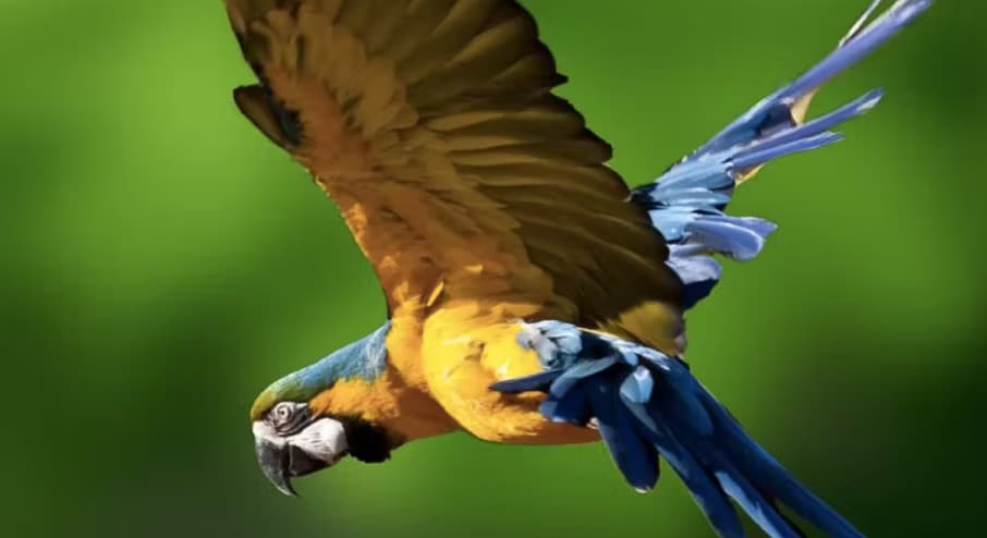 Exotic Bird Show – Dubai Dolphinarium - Image 5