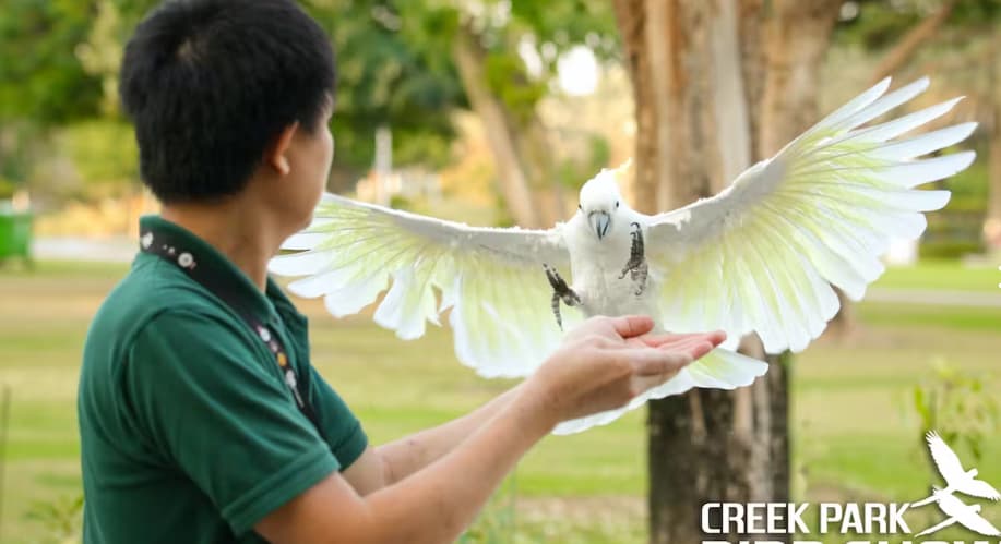 Exotic Bird Show – Dubai Dolphinarium - Image 3