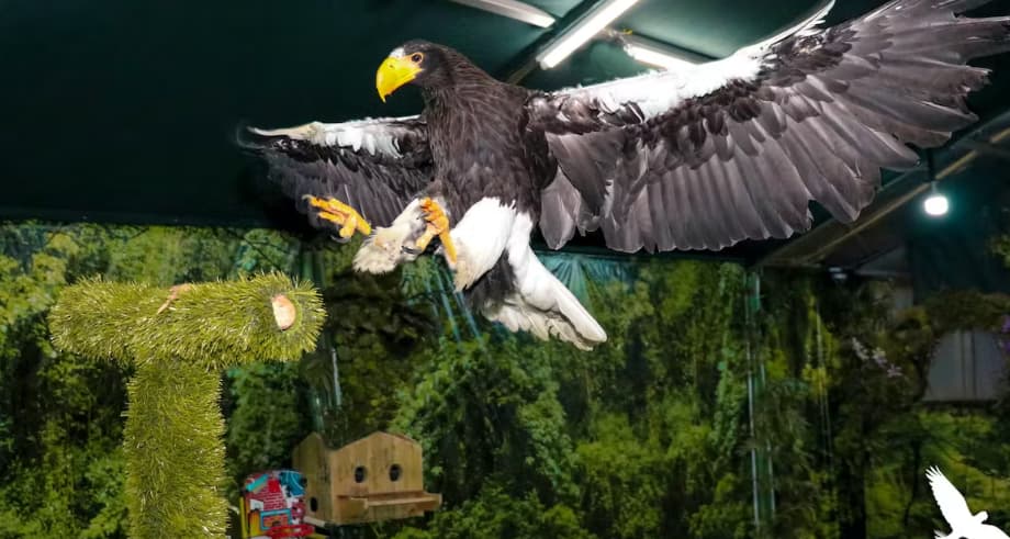 Exotic Bird Show – Dubai Dolphinarium - Image 6